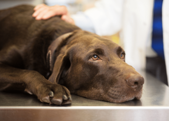 Natural Remedies for Deworming Your Dog