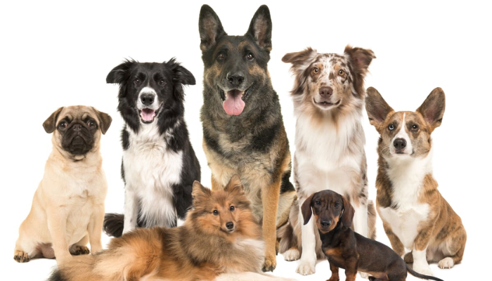 Dog Breeds In India