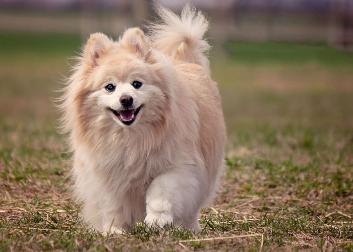 Pomeranian Dog Price 