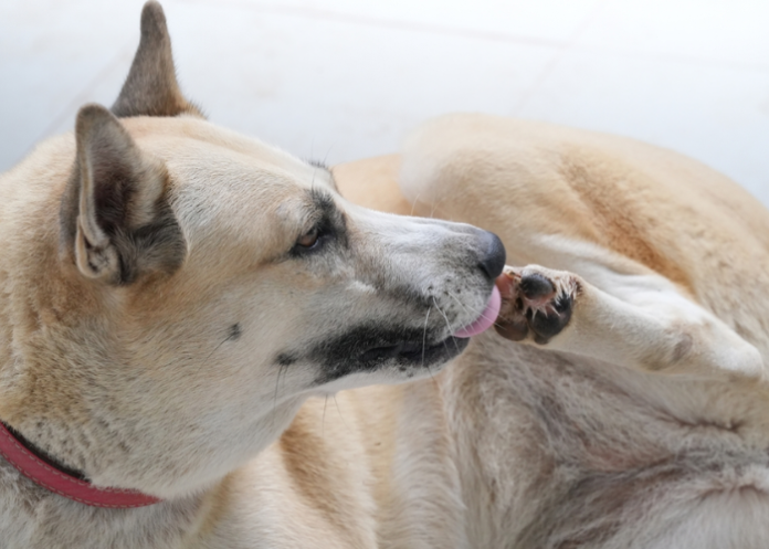 Why Do Dogs Lick Their Paws