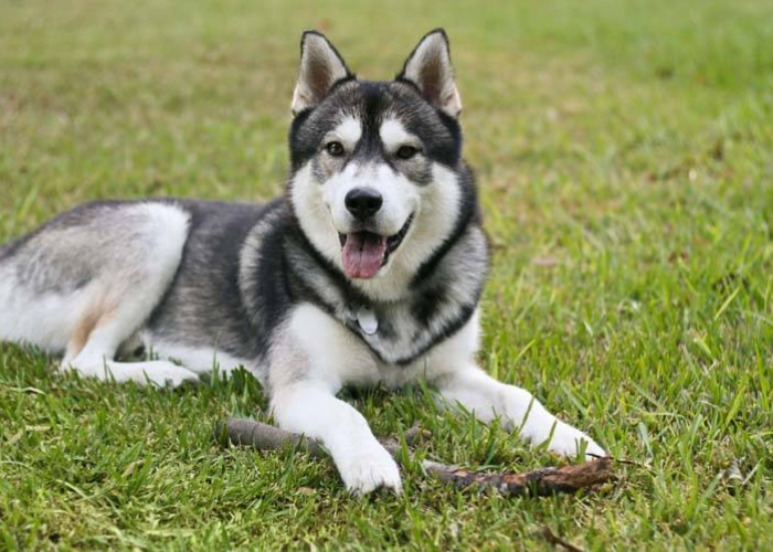 Siberian Husky Puppies price In India