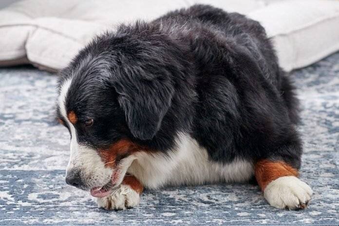 top reasons behind dogs licking their paws top reasons behind dogs licking their paws