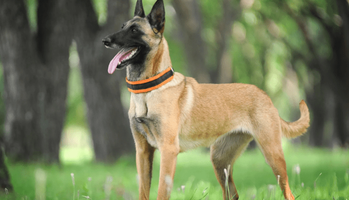 Belgian Malinois