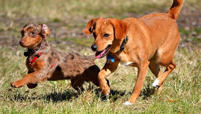 Chiweenie Dog Breed Information, Characteristics & Lifespan