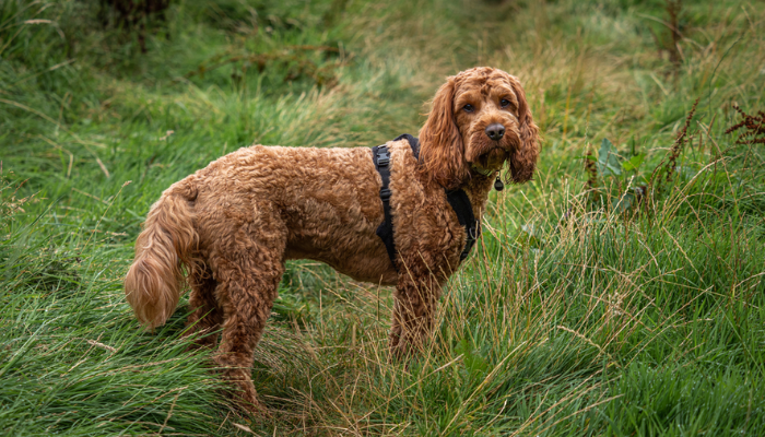 Cockapoo Dog Breed Information & Characteristics