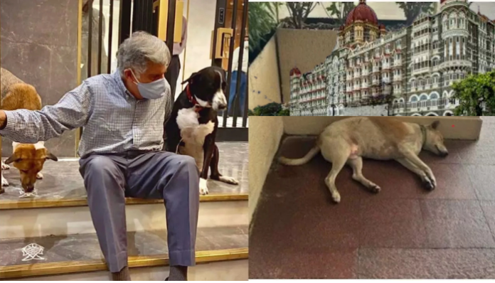 Dogs are VIPs at Taj Hotel