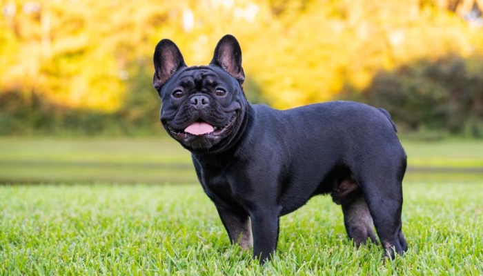 French Bulldog Dog Breed Information & Characteristics