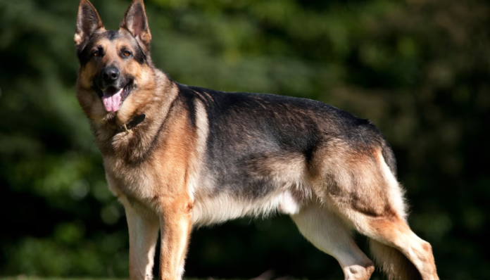 German Shepherd