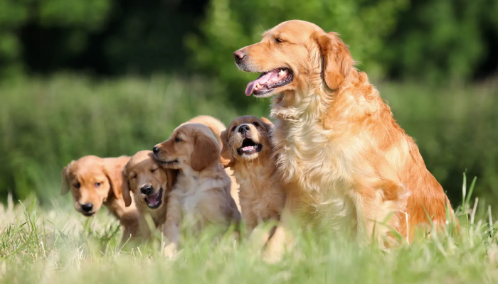Golden Retriever Breed Information: Characteristics, Grooming and Nutrition