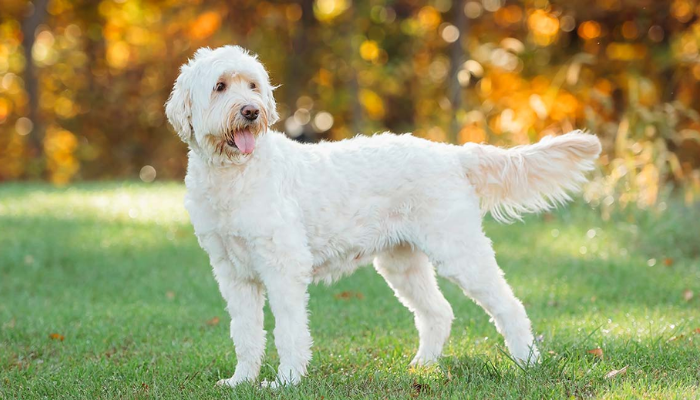 Goldendoodle Dog Breed Information, Personality and Characteristics Traits