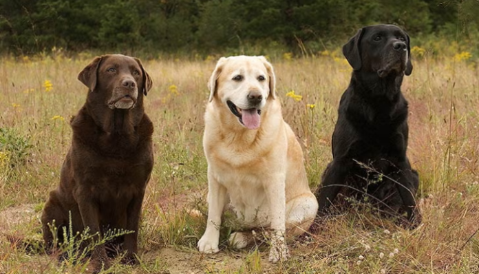 _Labrador Retriever 