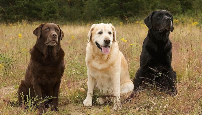 Labrador Retriever Dog Breed Information, Characteristics, Images & Facts
