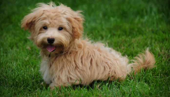 Maltipoo Dog 