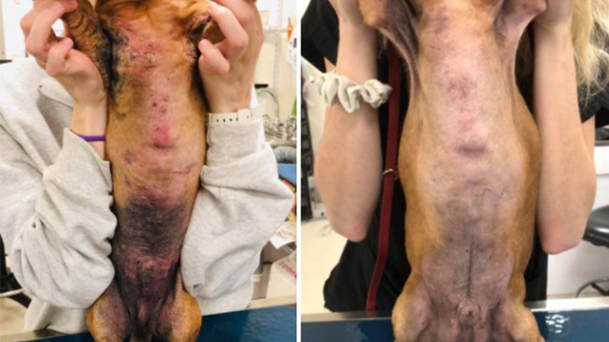 Skin Diseases in Dogs