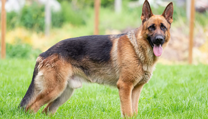 German Shepherd price