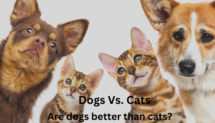 Are dogs better than cats