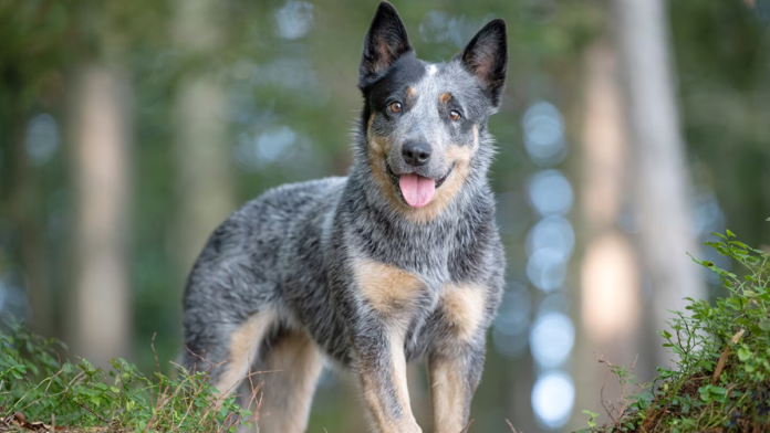 Australian Cattle Dog