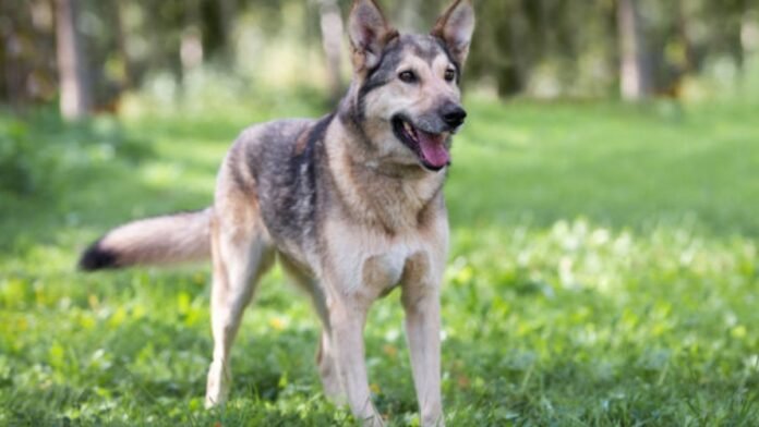 German Shepherd Husky Mix