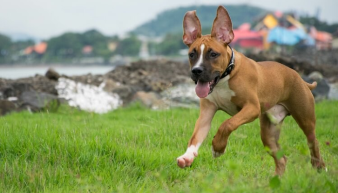 German Shepherd Pitbull Mix German Shepherd Pitbull Mix