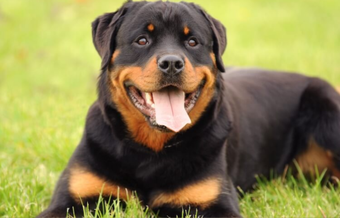 German Shepherd Rottweiler Mix German Shepherd Rottweiler Mix