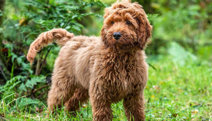 Cockapoo Dog Breed