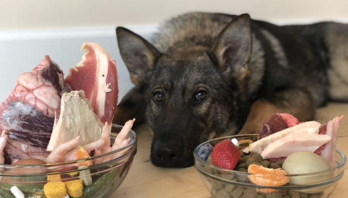 German Shepherd Diet: A Healthy Food Guide for Adult and Puppy