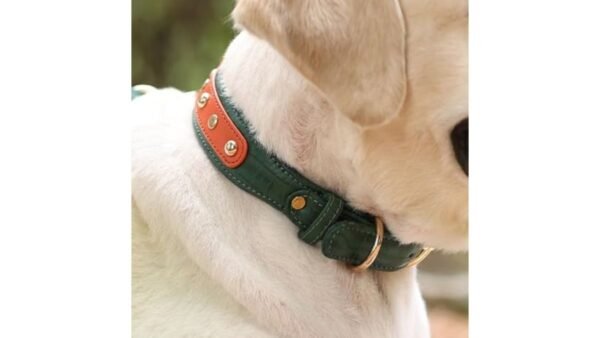 Pampaw Leather Pongo Collars for Dogs and Cats