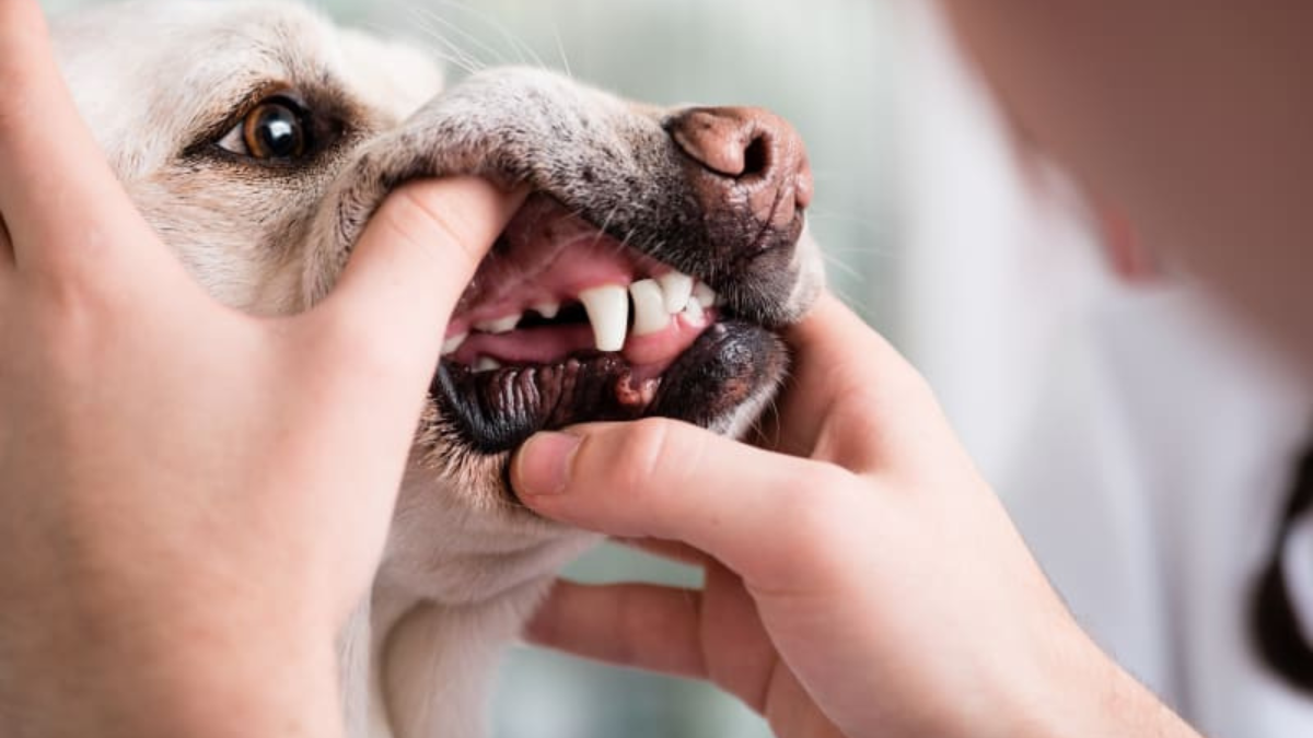 Periodontal Disease in Dogs