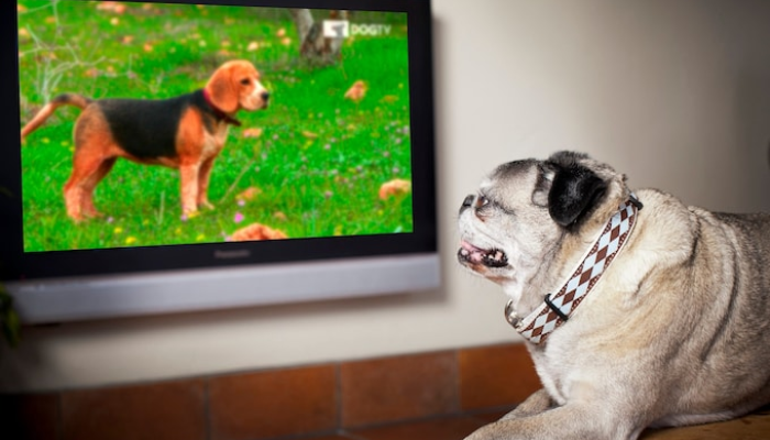 Why Does My Dog Bark At The TV? Effective Tricks To Help Your Dog