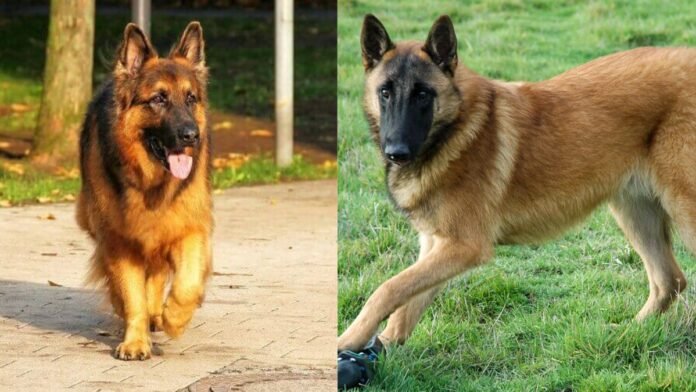 Belgian Malinois vs German Shepherd