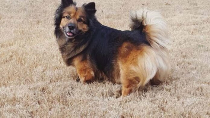 Corgi German Shepherd Mix Dog Corgi German Shepherd Mix Dog