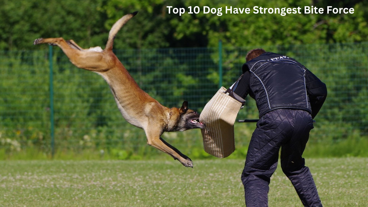What Dog Has the Strongest Bite Force