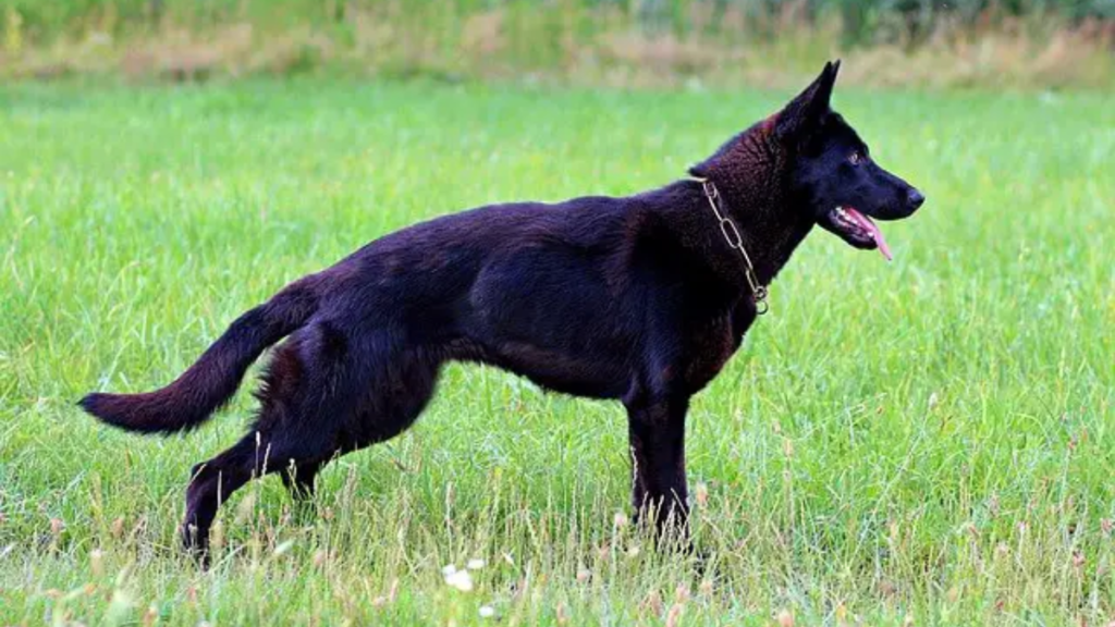Black German Shepherd Dog Breed Characteristics & Information 2 black german Shepherd 1