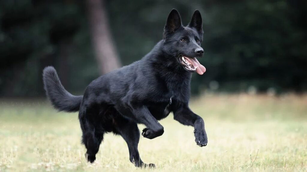 Black German Shepherd Dog Breed Characteristics & Information 1 black german Shepherd