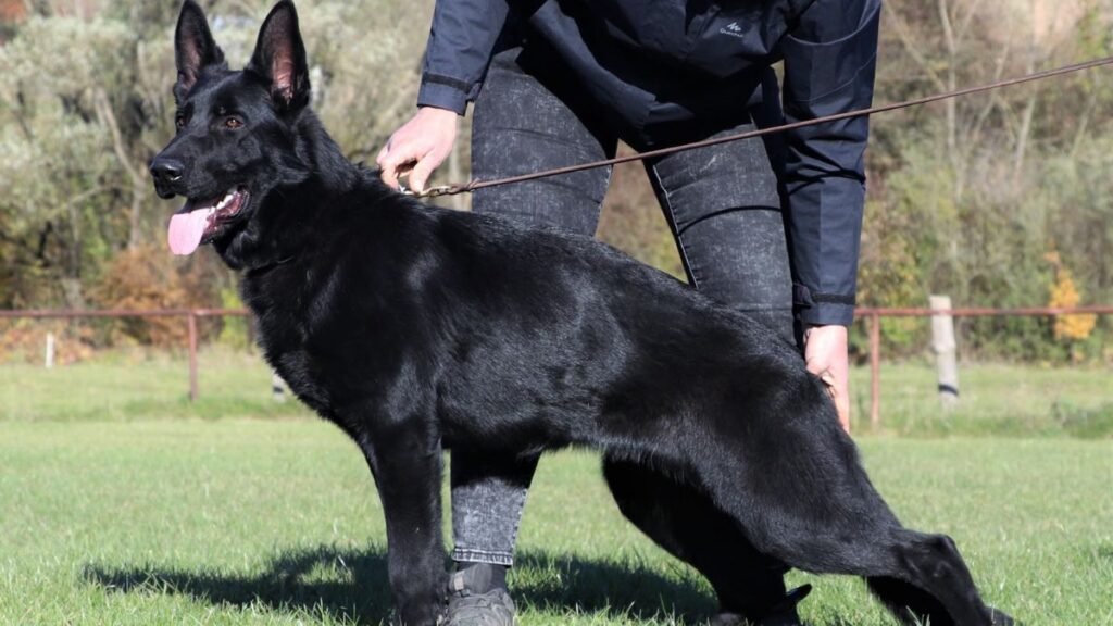 Black German Shepherd Dog Breed Characteristics & Information 4 black german Shepherd 3