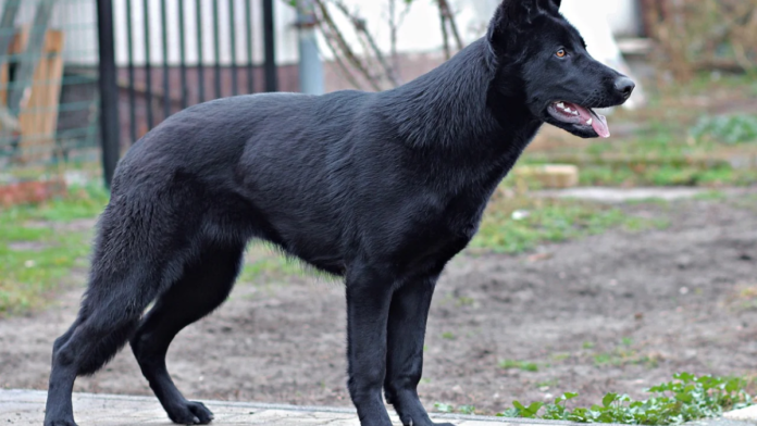 black german Shepherd