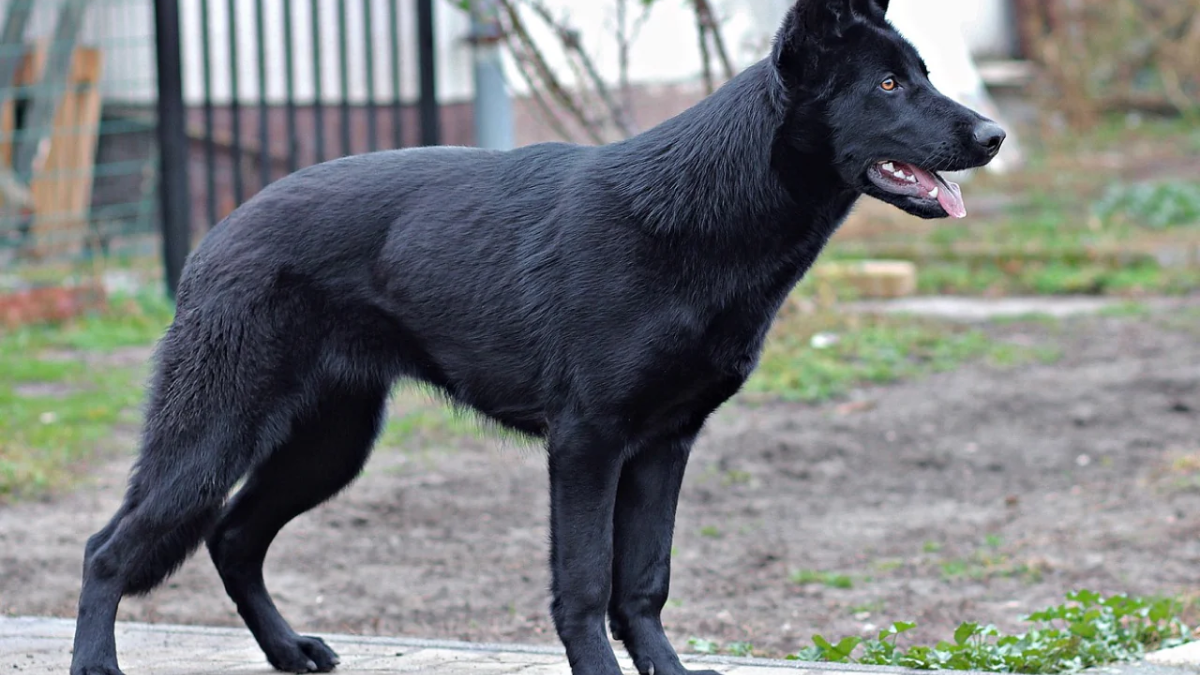 black german Shepherd