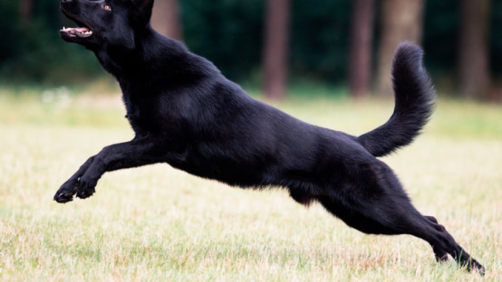 Black German Shepherd Dog Breed Characteristics & Information 6 german shepherd 1