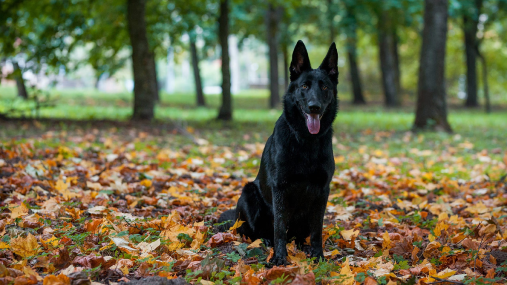 Black German Shepherd Dog Breed Characteristics & Information 5 german shepherd