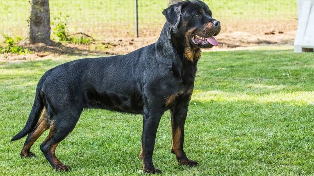 Rottweiler Dogs in India: A Complete Guide to Breed, Care, and Training
